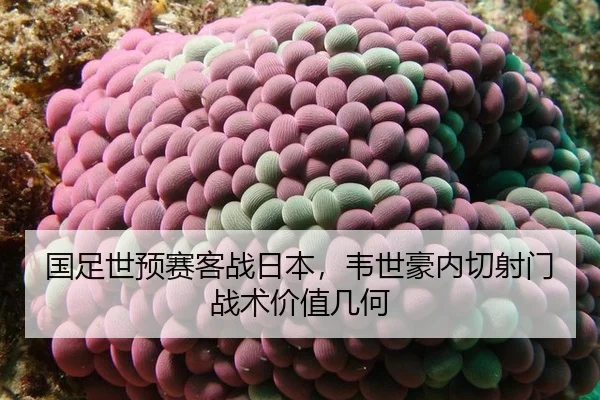 国足世预赛客战日本，韦世豪内切射门战术价值几何